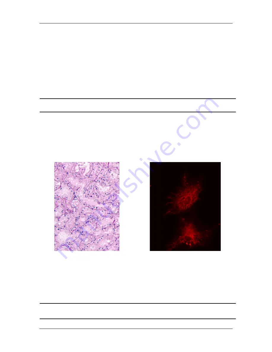 Diagnostic Instruments SPOT User Manual Download Page 29