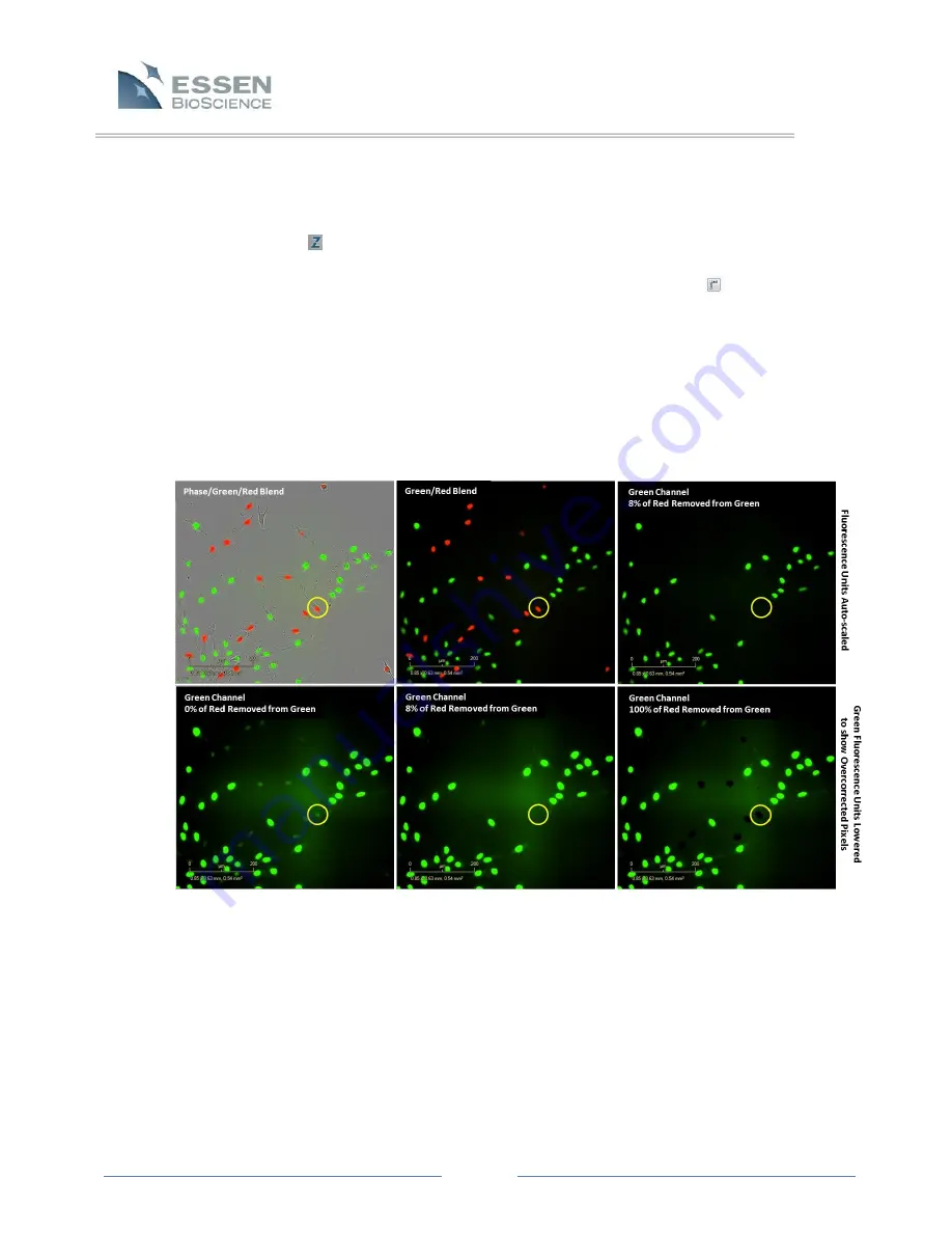 Essen BioScience IncuCyte ZOOM Скачать руководство пользователя страница 39