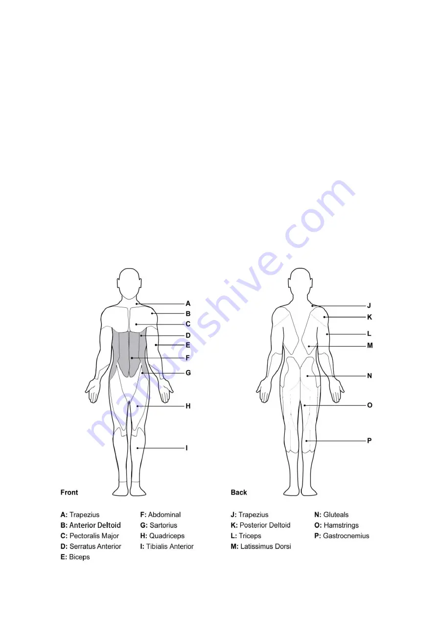 MuscleSquad Phase 3 Cable Assembly & User Manual Download Page 14