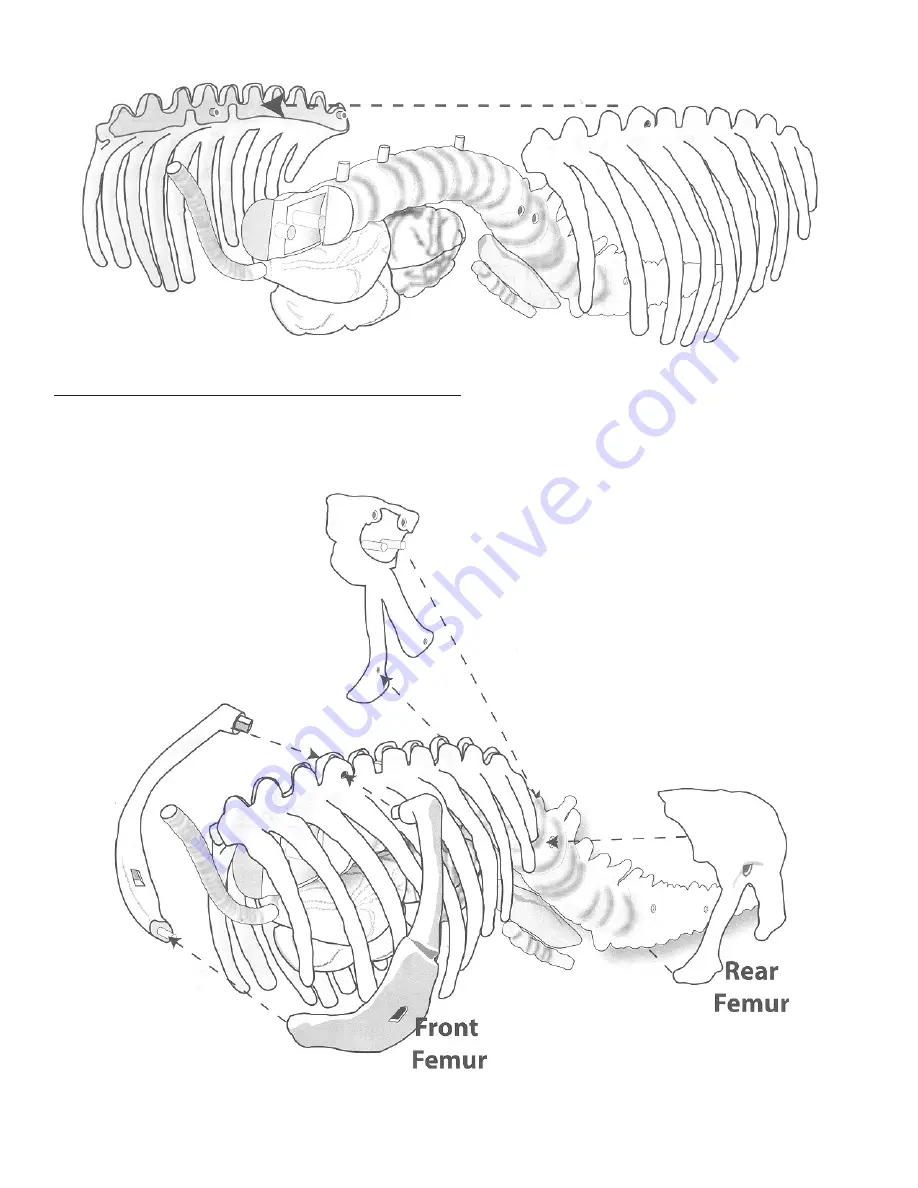 Slinky Anatomics T-Rex Assembly Instructions Manual Download Page 7