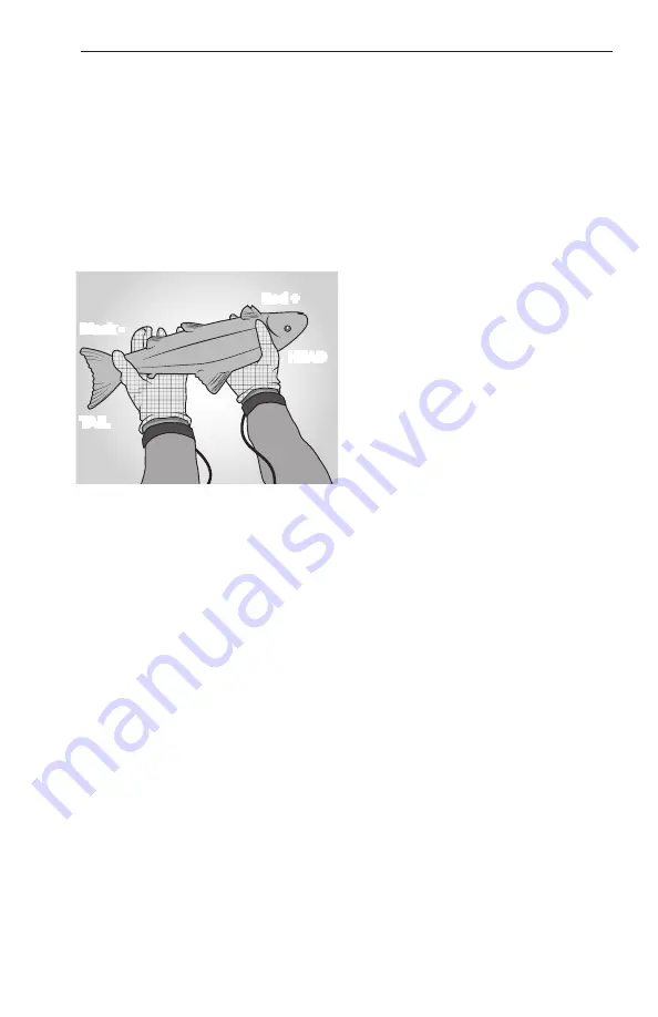 Smith-Root Electric Fish Handling Gloves User Manual Download Page 4